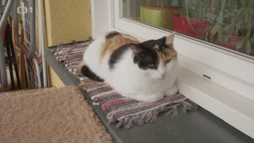 Oddaná Dežka: seznámení s koučem