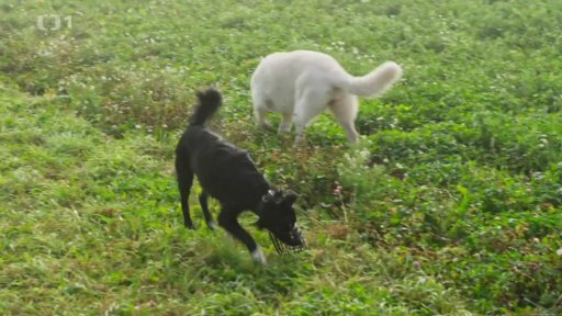 Vystresovaný Sam: po měsíci