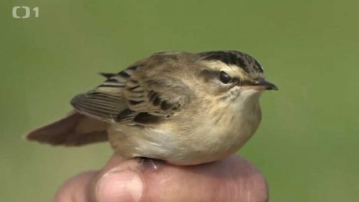 Vítání jarního zpěvu ptactva