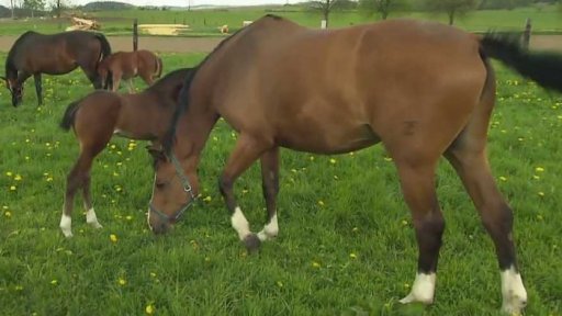 Proseč pod Křemešníkem: koňská farma