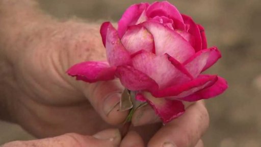 Mcely: pěstitel růží