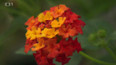 Lantana