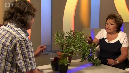 Sukulentní tlustice