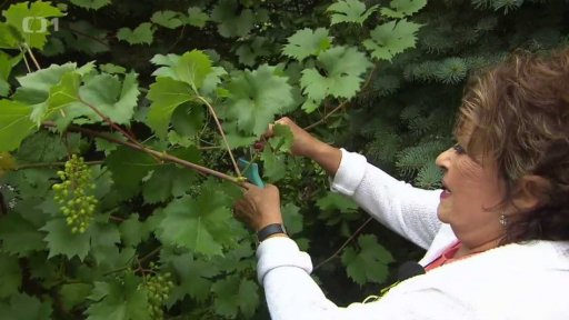 Stříhání hroznového vína