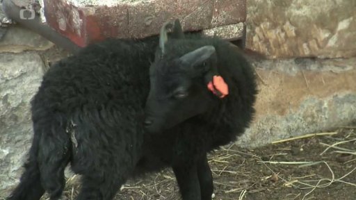 Nejmenší ovečky na světě