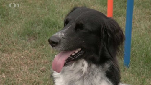 Chov českého strakatého psa