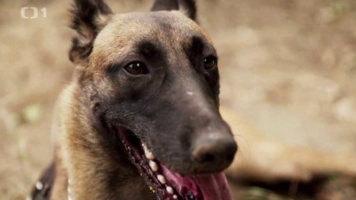 Proti pytlákům a pašerákům