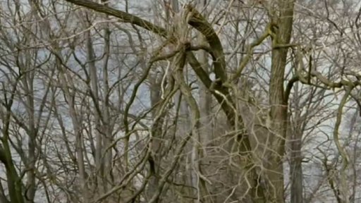 Druhý život dřeva (r. Václav Kadrnka, 2009, 12 min.)