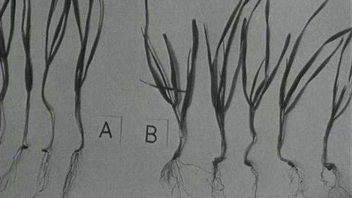 Zajímavý problém řeší pracovníci Výzkumné stanice základní agrotechniky