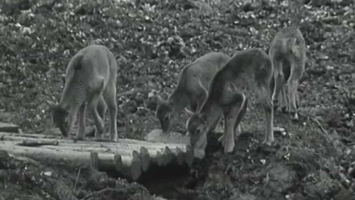 Na návštěvě u muflonů