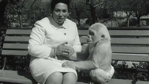 Bílé gorilí mládě