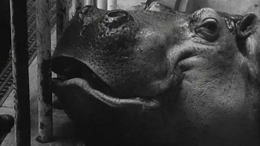 V antverpské ZOO nevzbudila pozornost kameramana jen zvířata