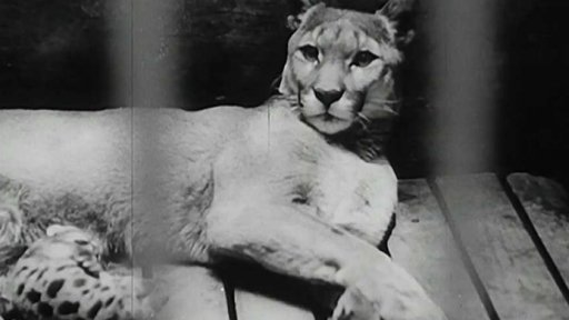 V Mexické ZOO měli starosti s přírůstkem leopardích mláďat