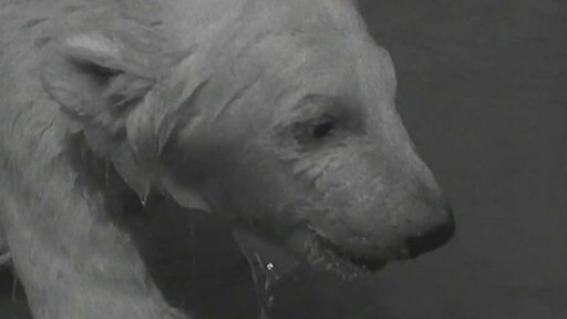 O vodě jakožto o živlu dvou ledních medvídků