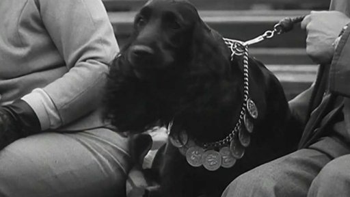 Přehlídka psů na varšavském stadionu