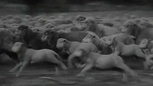 Australská stáda ovcí a jejich pastýř v letadle