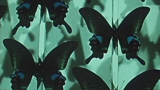 Malíř a motýl: barevný snímek o křehké kráse motýlích křídel