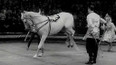 Zvláštní představení moskevského koňského cirkusu