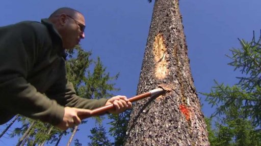 Kůrovcová kalamita