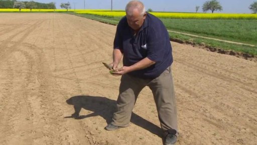 Nový problém pěstitelů cukrové řepy