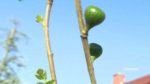 Pěstování fíkovníků v Česku