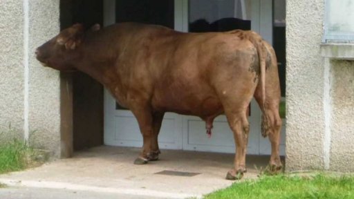 Zásah proti býkovi na sídlišti