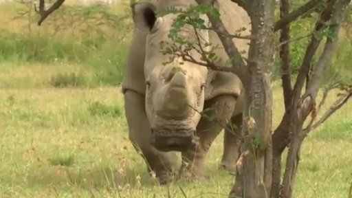 Záchrana nosorožce bílého severního