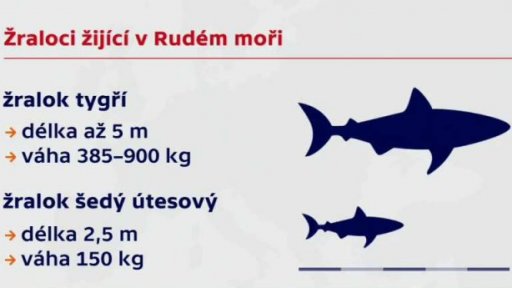 Útok žraloka v Egyptě