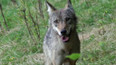 Vypuštěnou vlčici museli znovu odchytit veterináři