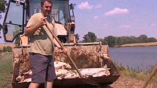 Stovky uhynulých ryb