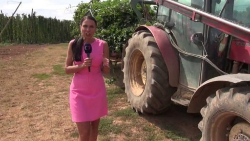 Chmel odolný vůči suchu