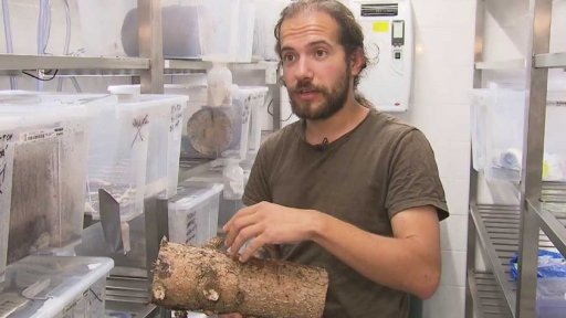 Pohled do koruny napadených stromů