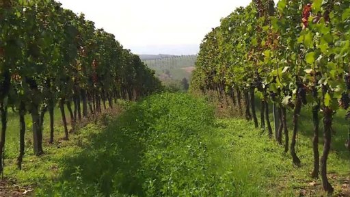 Spolek Závlahy Hustopeče