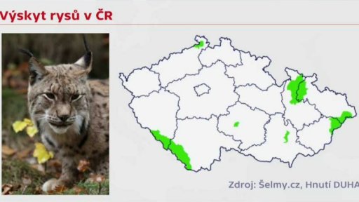 Divoké šelmy v Česku