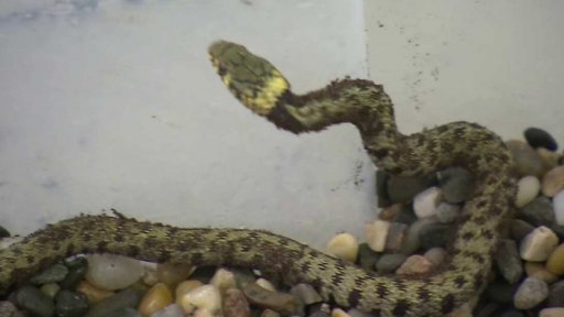 Znovuotevření obchodu po odchytu užovky