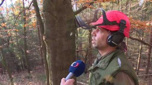 Ceny palivového dříví