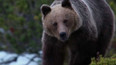 Jedinečné záběry medvědů v dokumentu