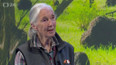 Jane Goodallová – legendární výzkumnice šimpanzů