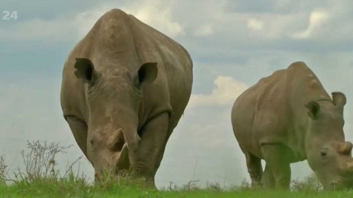 Pokusy o záchranu nosorožců bílých
