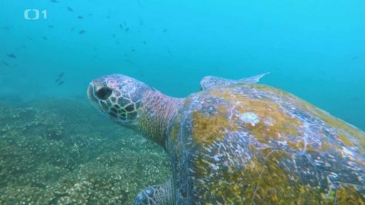 Ekvádor: Isla de la Plata