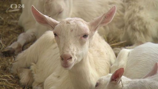 Kozí farma Pěnčín