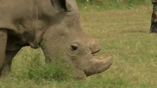 Války, které škodí i zvířatům