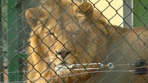 Záchrana lvů ze Sýrie a Iráku