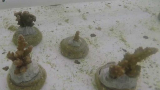 Záchrana korálů na Seychelách