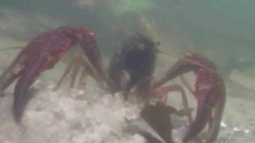 V Berlíně se přemnožili raci