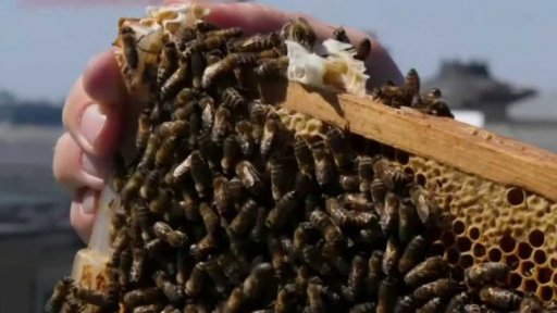 Německo: projekt na záchranu včel