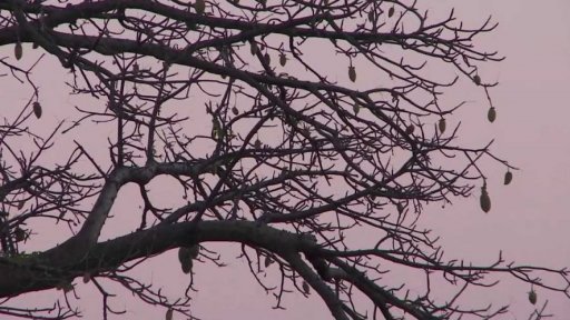 Baobaby: vymírání ikonických stromů + rozhovor s K. Matějkou