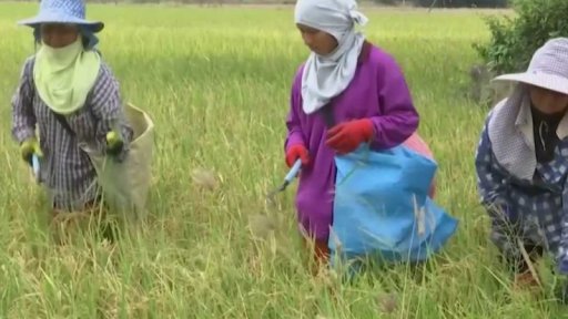 Hmyzí škůdci na vzestupu