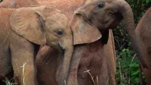 Útulek pro osiřelá slůňata