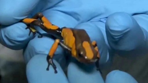 Nebezpečný obchod se zvířaty